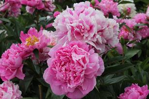 Paeonia Alexander Fleming